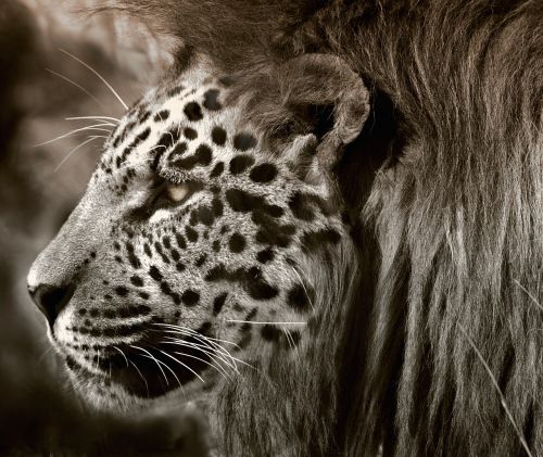 lion leopard jaguar