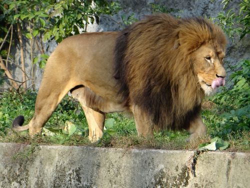 lion mammal the king of beasts