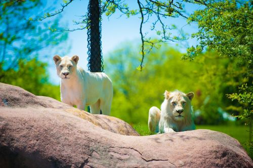 lion cub toronto zoo