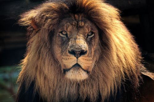 lion africa nature