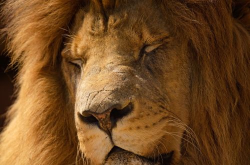 lion mane sleeping portrait
