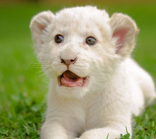 lion white cute