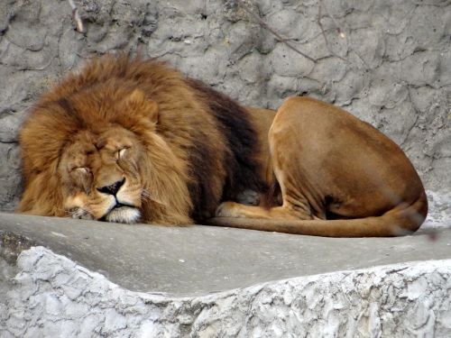 lion feral cat big cat
