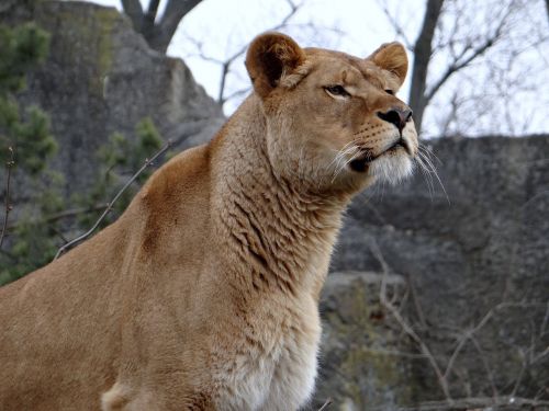 lion feral cat big cat