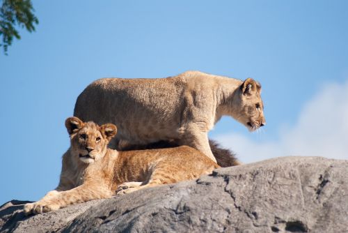 lion lioness lions
