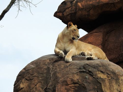 lion wild animal