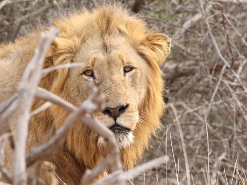 lion kruger south africa
