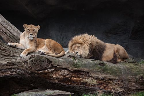lion predator female