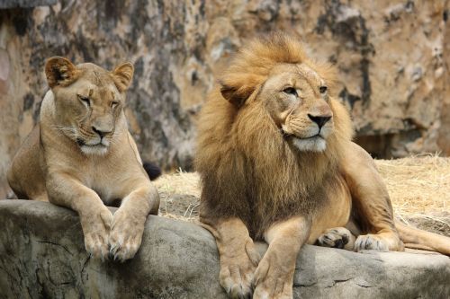 lion lioness pair
