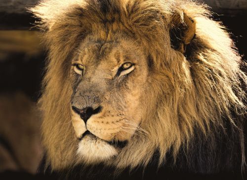 lion male africa