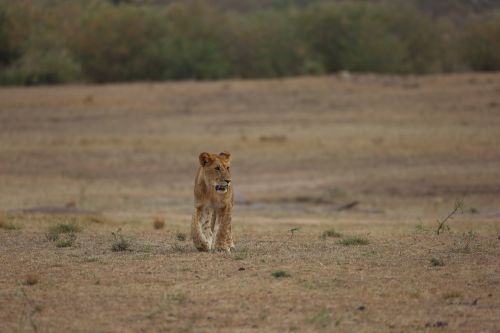 lion simba wildlife