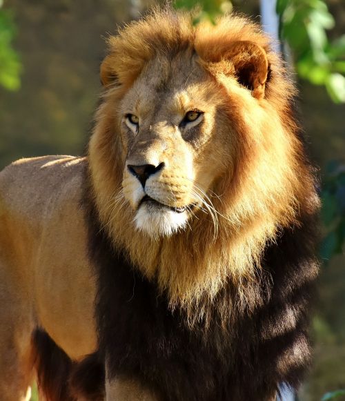 lion predator dangerous