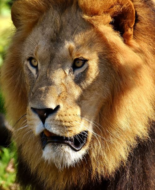 lion predator dangerous