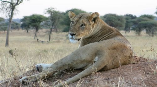 lion steppe wildlife