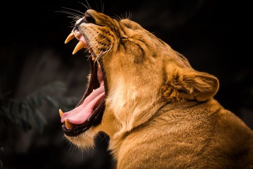 lion animal world yawn