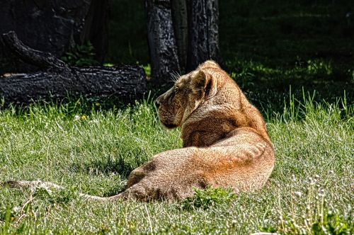 lion nature predator