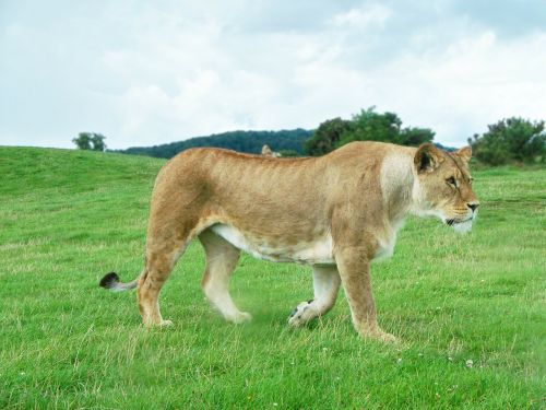 lion lioness female
