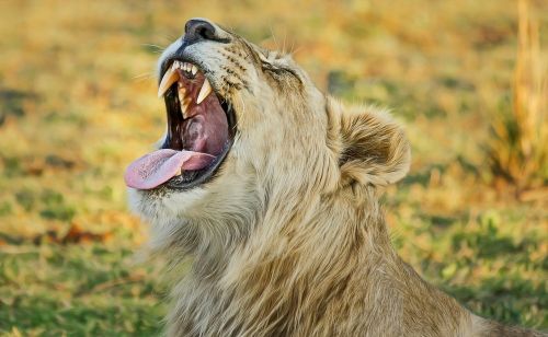 lion safari africa
