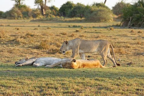 lion safari africa