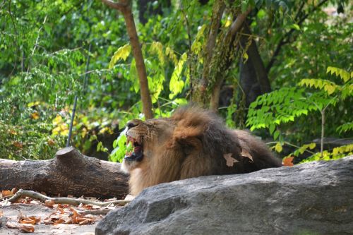 lion bronx zoo animal