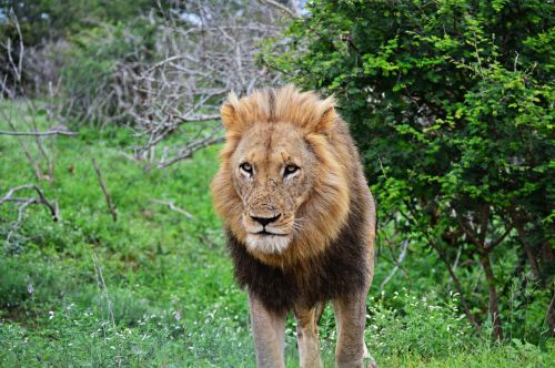 lion wildlife nature