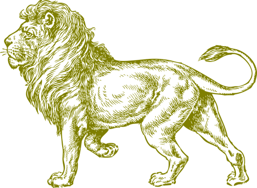 lion wildcat africa