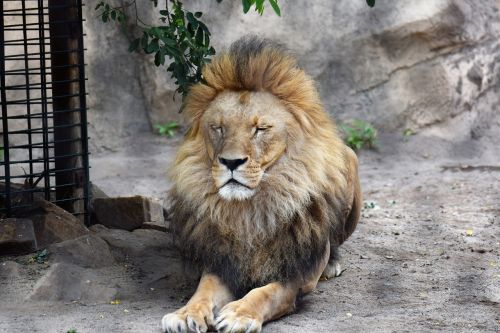 lion animal male