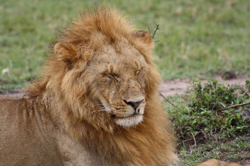 lion masai mara kenya