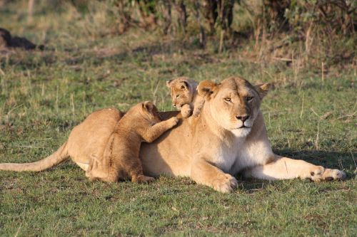 lion cubs lion cub