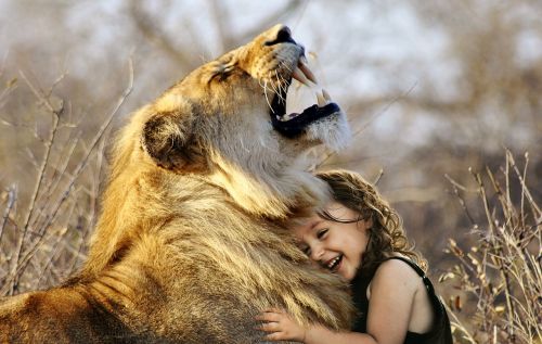 lion roar africa