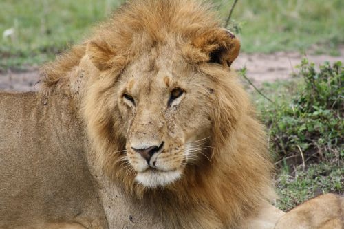 lion africa kenya