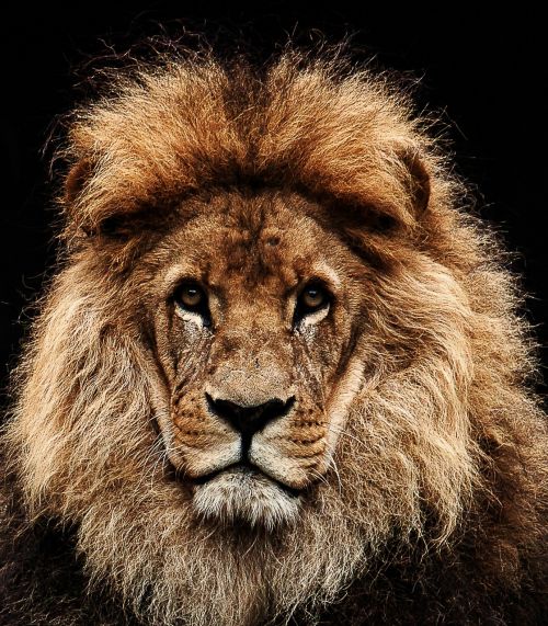 lion predator cat