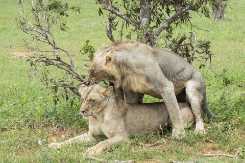 lion mate mating