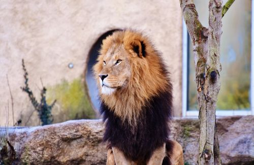 lion cat predator