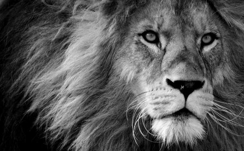lion predator black and white