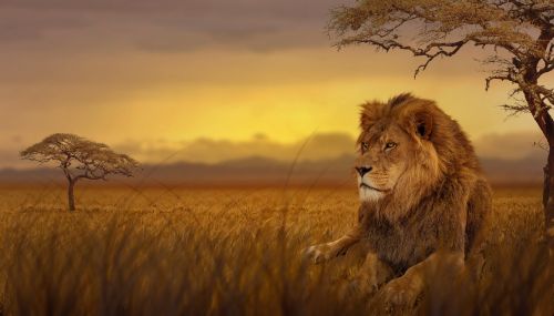 lion savannah nature
