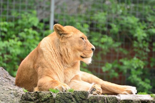 lion lioness animal world