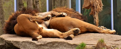 lion  predator  sleep