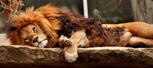 lion  predator  sleep