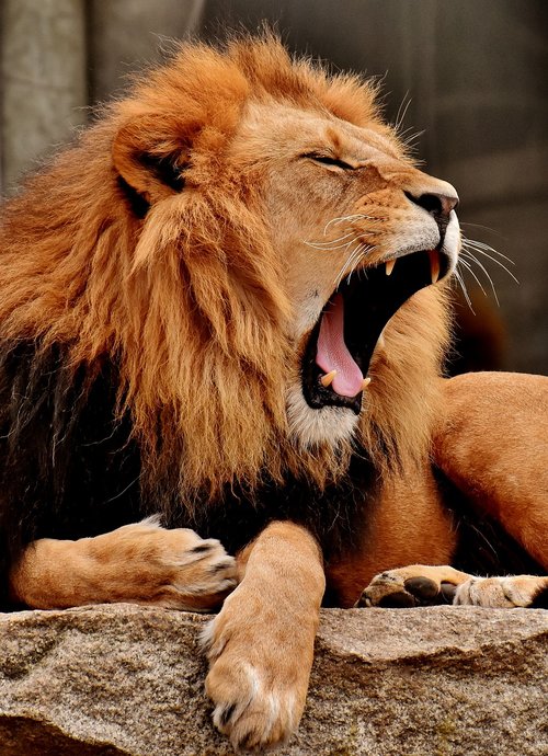 lion  predator  dangerous