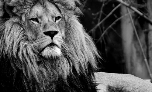 lion  predator  black and white