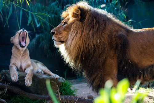 lion  lioness  mammal