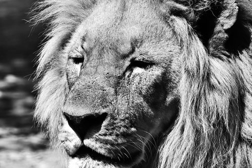 lion  portrait  cat
