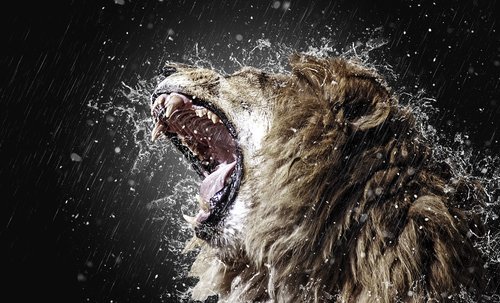 lion  roar  tooth