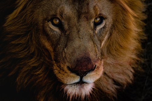 lion  male carnivore  young