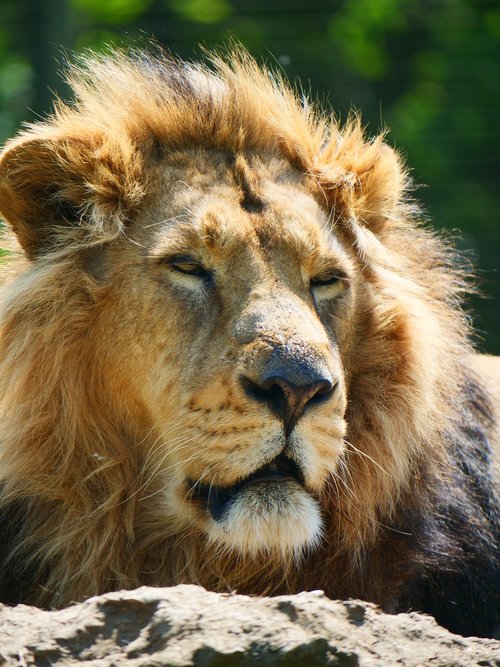 lion  big cat  animal