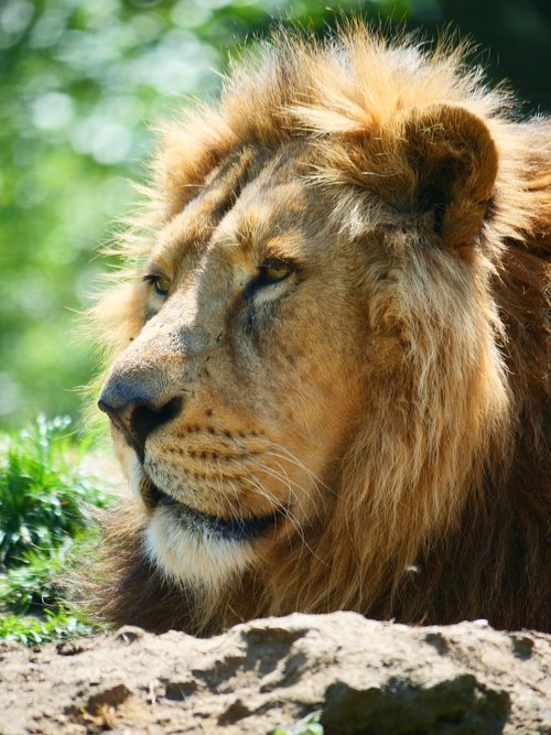 lion  big cat  animal