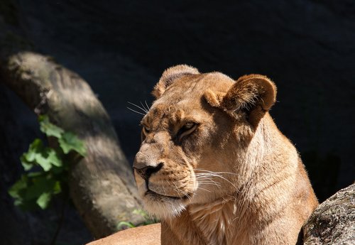 lion  lioness  predator