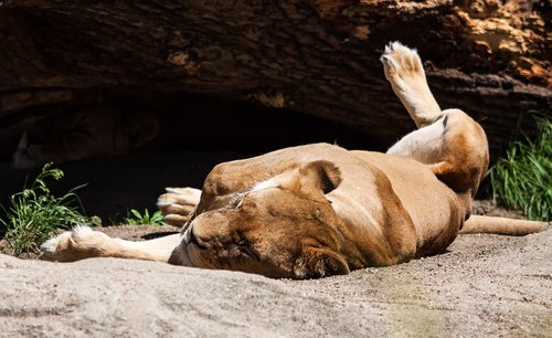 lion  lioness  predator