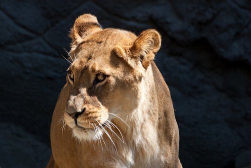 lion  lioness  predator